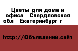 Цветы для дома и офиса - Свердловская обл., Екатеринбург г.  »    